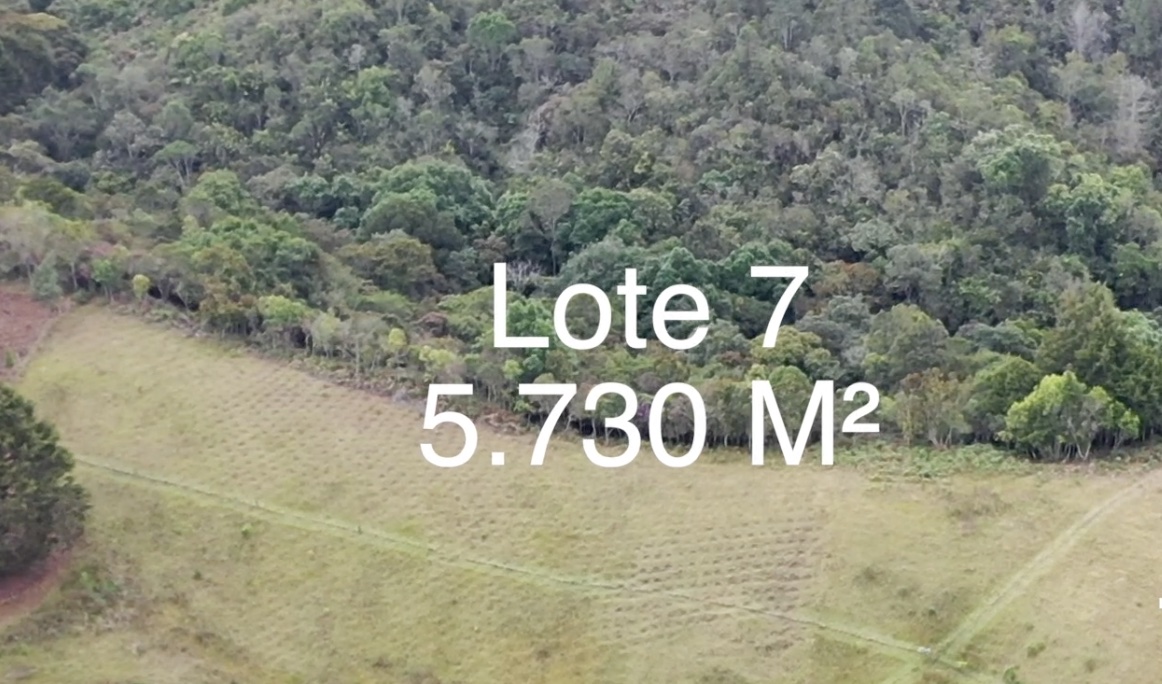 Lote 7