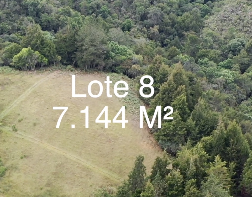 Lote 8